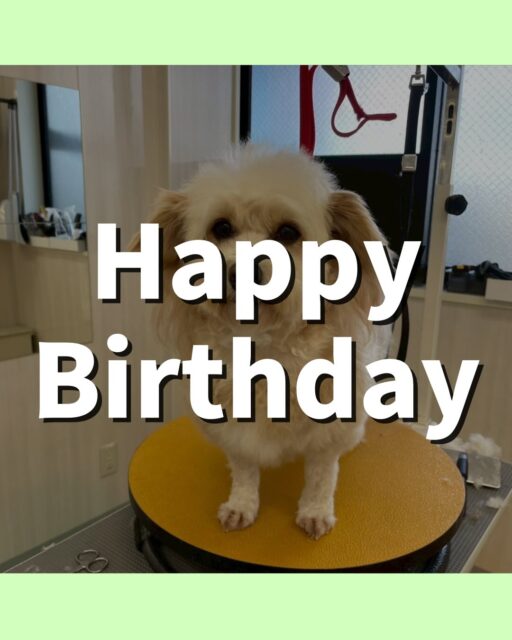 エリザベスちゃん🐶
お誕生日おめでとうございます🎂👏🏻
羊さんカットでかわいくなりました✂️
ニコペットにいるトイプードルちゃんと挨拶していました😊
🐾🐶愛犬のお悩みご相談ください🐶🐾
@kenkohmura_official
↑フォロー待ってます↑
〒955-0091 新潟県三条市上須頃大割428−1
☎︎ 0256-35-2571
✉️ info@kenkohmura.jp
HP: http://kenkohmura.jp
LINE: https://lin.ee/7LIz5sb
#犬幸村#犬の幼稚園 #吠える、噛む #犬のしつけ #トイレ
ミックス犬 ミックス犬かわいい ミックス犬だいすき