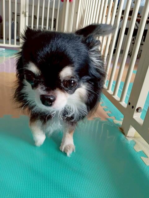 こまめちゃん&カプチーノちゃん🐶
こまめちゃんはスタッフに撫でて〜とあまえていました😄
カプチーノちゃんは柵越しでケン太ちゃんと挨拶していました😊
🐾🐶愛犬のお悩みご相談ください🐶🐾
@kenkohmura_official
↑フォロー待ってます↑
〒955-0091 新潟県三条市上須頃大割428−1
☎︎ 0256-35-2571
✉️ info@kenkohmura.jp
HP: http://kenkohmura.jp
LINE: https://lin.ee/7LIz5sb
#犬幸村#犬の幼稚園 #吠える、噛む #犬のしつけ #トイレ
チワワ チワワだいすき チワワかわいい