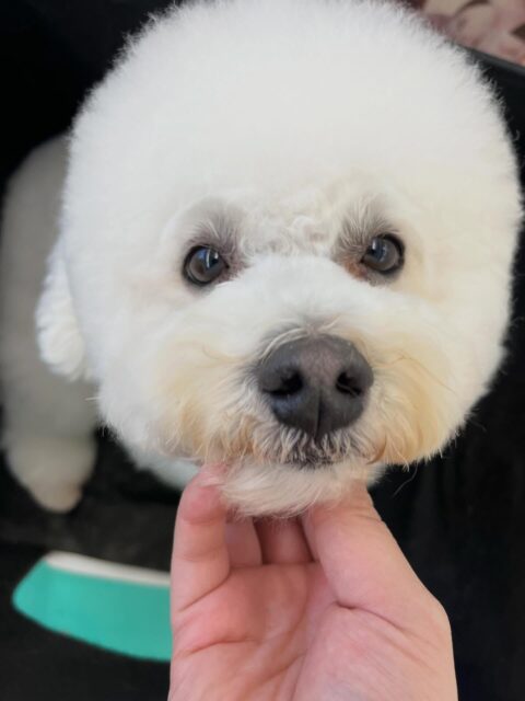 よもぎちゃん🐶
クッキーちゃんと挨拶したりケン太ちゃんに遊びに誘われていたりしていました☺️
お散歩トレーニングでは上手にスタッフの目をみたりしながら歩いていました👏
🐾🐶愛犬のお悩みご相談ください🐶🐾
@kenkohmura_official
↑フォロー待ってます↑
〒955-0091 新潟県三条市上須頃大割428−1
☎︎ 0256-35-2571
✉️ info@kenkohmura.jp
HP: http://kenkohmura.jp
LINE: https://lin.ee/7LIz5sb
#犬幸村#犬の幼稚園 #吠える、噛む #犬のしつけ #トイレ
ミックス犬 ミックス犬かわいい ミックス犬だいすき