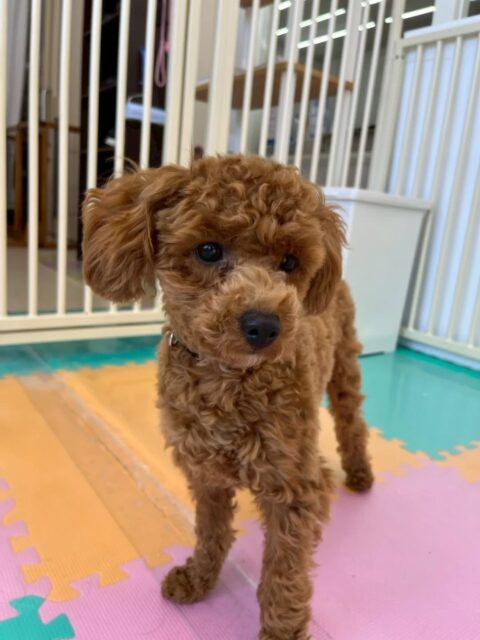 モカちゃん🐶
ちょこたんちゃんやププちゃんと元気いっぱい戯れていました😆
🐾🐶愛犬のお悩みご相談ください🐶🐾
@kenkohmura_official
↑フォロー待ってます↑
〒955-0091 新潟県三条市上須頃大割428−1
☎︎ 0256-35-2571
✉️ info@kenkohmura.jp
HP: http://kenkohmura.jp
LINE: https://lin.ee/7LIz5sb
#犬幸村#犬の幼稚園 #吠える、噛む #犬のしつけ #トイレ トイプードル トイプードルかわいい トイプードルだいすき