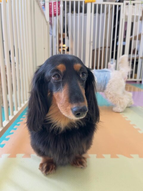 クッキーちゃん🐶
ニコペットの子に遊びに誘われていました😆
お散歩トレーニングでは上手に歩いていました👏
🐾🐶愛犬のお悩みご相談ください🐶🐾
@kenkohmura_official
↑フォロー待ってます↑
〒955-0091 新潟県三条市上須頃大割428−1
☎︎ 0256-35-2571
✉️ info@kenkohmura.jp
HP: http://kenkohmura.jp
LINE: https://lin.ee/7LIz5sb
#犬幸村#犬の幼稚園 #吠える、噛む #犬のしつけ #トイレ
ミニチュアダックスフンド ミニチュアダックスフンドかわいい ミニチュアダックスフンドだいすき