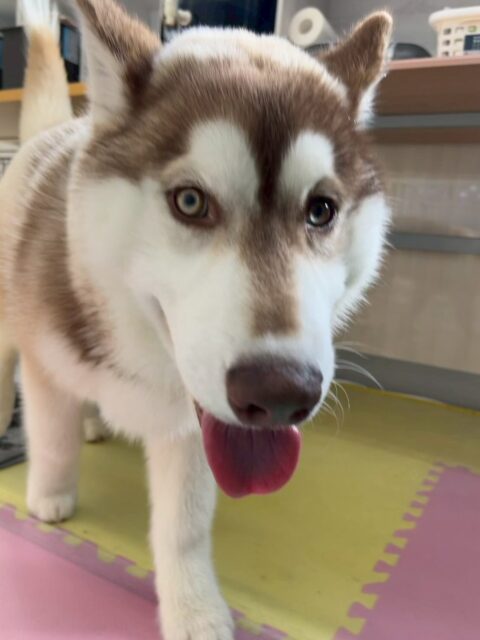 うみちゃん🐶
本日は朝からニコペットのラブラドールやスタンダードプードル達のチームヤンチャ組と非常に楽しそうに遊び回ったり、激しいワンプロをしたりして過ごしていました👍
🐾🐶愛犬のお悩みご相談ください🐶🐾
@kenkohmura_official
↑フォロー待ってます↑
〒955-0091 新潟県三条市上須頃大割428−1
☎︎ 0256-35-2571
✉️ info@kenkohmura.jp
HP: http://kenkohmura.jp
LINE: https://lin.ee/7LIz5sb
#犬幸村#犬の幼稚園 #吠える、噛む #犬のしつけ #トイレ
ハスキーハスキー可愛いハスキー大好きハスキー倶楽部