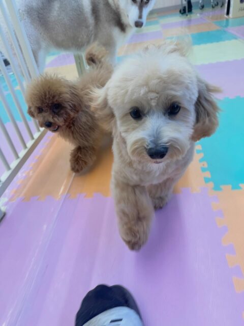 モモちゃん🐶
本日も仲良しのププちゃんや神威ちゃん達と走り回ったり、ワンプロをしたりして楽しそうにしていました👍
カットやシャンプーも上手にやらせてくれていてスムーズに終わらせることができました👏
🐾🐶愛犬のお悩みご相談ください🐶🐾
@kenkohmura_official
↑フォロー待ってます↑
〒955-0091 新潟県三条市上須頃大割428−1
☎︎ 0256-35-2571
✉️ info@kenkohmura.jp
HP: http://kenkohmura.jp
LINE: https://lin.ee/7LIz5sb
#犬幸村#犬の幼稚園 #吠える、噛む #犬のしつけ #トイレ
ミックスミックス犬ミックス犬可愛いミックス犬大好きミックス犬倶楽部