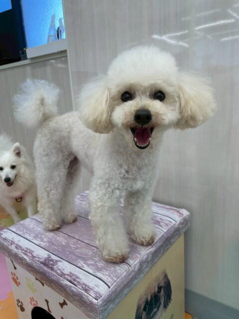 こむぎちゃん🐶
スタッフにかまって〜とあまえたり、小さい子達に遊びに誘われていました☺️
🐾🐶愛犬のお悩みご相談ください🐶🐾
@kenkohmura_official
↑フォロー待ってます↑
〒955-0091 新潟県三条市上須頃大割428−1
☎︎ 0256-35-2571
✉️ info@kenkohmura.jp
HP: http://kenkohmura.jp
LINE: https://lin.ee/7LIz5sb
#犬幸村#犬の幼稚園 #吠える、噛む #犬のしつけ #トイレ
トイプードル トイプードルだいすき トイプードルかわいい