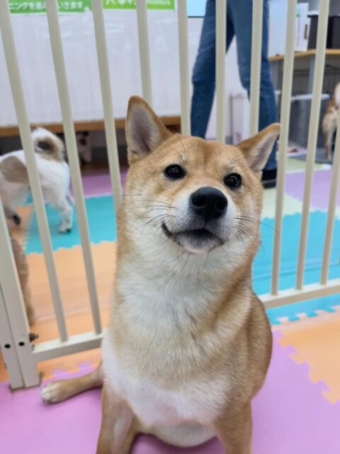 のりまきちゃん🐶
朝からハイテンションで幼稚園の中楽しそうに走っていました🎶
ベンややん丸にお腹だしたりしていました😆
🐾🐶愛犬のお悩みご相談ください🐶🐾
@kenkohmura_official
↑フォロー待ってます↑
〒955-0091 新潟県三条市上須頃大割428−1
☎︎ 0256-35-2571
✉️ info@kenkohmura.jp
HP: http://kenkohmura.jp
LINE: https://lin.ee/7LIz5sb
#犬幸村#犬の幼稚園 #吠える、噛む #犬のしつけ #トイレ
豆柴 豆柴かわいい 豆柴だいすき
