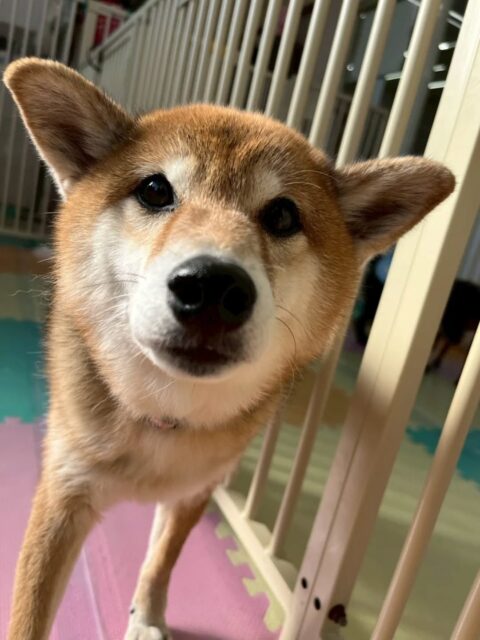 檸檬ちゃん🐶
ププちゃんと挨拶をしたり、まったりしながら遊んでいる子達を眺めていました😆
🐾🐶愛犬のお悩みご相談ください🐶🐾
@kenkohmura_official
↑フォロー待ってます↑
〒955-0091 新潟県三条市上須頃大割428−1
☎︎ 0256-35-2571
✉️ info@kenkohmura.jp
HP: http://kenkohmura.jp
LINE: https://lin.ee/7LIz5sb
#犬幸村#犬の幼稚園 #吠える、噛む #犬のしつけ #トイレ 柴犬 柴犬かわいい 柴犬だいすき
