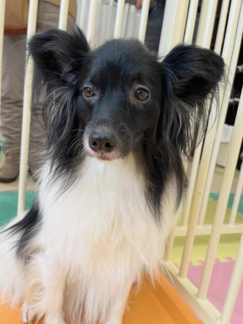 リラちゃん🐶
大好きなマロンちゃんと遊んだり、ペロちゃんと気があったみたいで楽しそうに遊んでいました🎶
🐾🐶愛犬のお悩みご相談ください🐶🐾
@kenkohmura_official
↑フォロー待ってます↑
〒955-0091 新潟県三条市上須頃大割428−1
☎︎ 0256-35-2571
✉️ info@kenkohmura.jp
HP: http://kenkohmura.jp
LINE: https://lin.ee/7LIz5sb
#犬幸村#犬の幼稚園 #吠える、噛む #犬のしつけ #トイレ
ミックス犬 ミックス犬かわいい ミックス犬だいすき