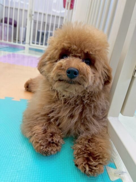 ププちゃん🐶
本日も仲良のモモちゃんや檸檬ちゃん達と走り回ったり、ニコペットのラブラドールと激しいワンプロを繰り広げ園内では大はしゃぎ‼️非常に楽しそうにして過ごしていました💺
🐾🐶愛犬のお悩みご相談ください🐶🐾
@kenkohmura_official
↑フォロー待ってます↑
〒955-0091 新潟県三条市上須頃大割428−1
☎︎ 0256-35-2571
✉️ info@kenkohmura.jp
HP: http://kenkohmura.jp
LINE: https://lin.ee/7LIz5sb
#犬幸村#犬の幼稚園 #吠える、噛む #犬のしつけ #トイレ
トイプートイプー可愛いトイプー倶楽部トイプー大好き