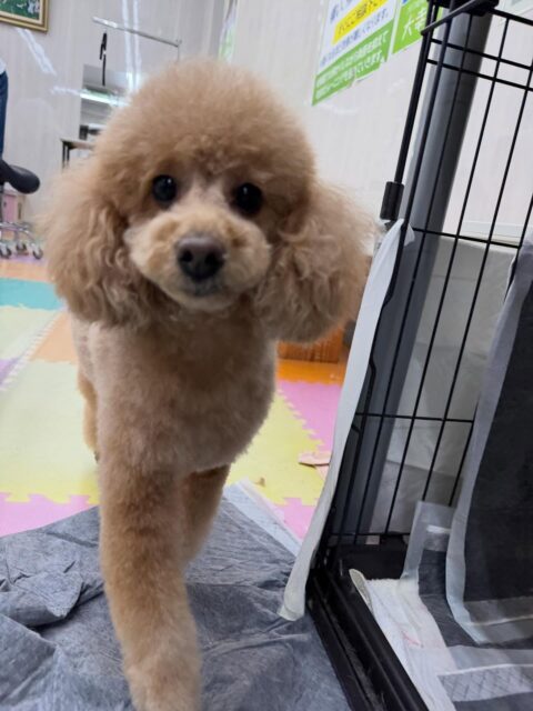 ポコちゃん🐶
本日のカットすごくスッキリしてさらに可愛くなっていました😍
園内では、ゆずちゃんや鶴丸達と走り回ったり、ワンプロを仕掛けあったりして楽しんでいました👍
いつもよりも激しめに楽しんだのか夕方はお疲れモードで少しまったりしていました🤭
🐾🐶愛犬のお悩みご相談ください🐶🐾
@kenkohmura_official
↑フォロー待ってます↑
〒955-0091 新潟県三条市上須頃大割428−1
☎︎ 0256-35-2571
✉️ info@kenkohmura.jp
HP: http://kenkohmura.jp
LINE: https://lin.ee/7LIz5sb
#犬幸村#犬の幼稚園 #吠える、噛む #犬のしつけ #トイレ
トイプートイプー可愛いトイプー大好きトイプー倶楽部
