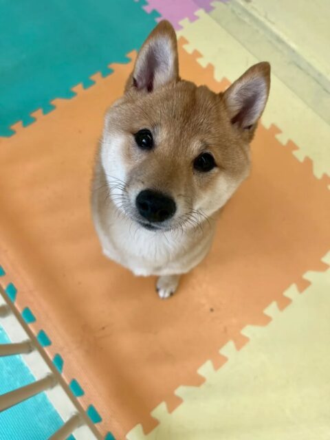 朔ちゃん🐶
スタッフに構って〜と後ろについて歩いていました😆
🐾🐶愛犬のお悩みご相談ください🐶🐾
@kenkohmura_official
↑フォロー待ってます↑
〒955-0091 新潟県三条市上須頃大割428−1
☎︎ 0256-35-2571
✉️ info@kenkohmura.jp
HP: http://kenkohmura.jp
LINE: https://lin.ee/7LIz5sb
#犬幸村#犬の幼稚園 #吠える、噛む #犬のしつけ #トイレ 柴犬 柴犬かわいい 柴犬だいすき