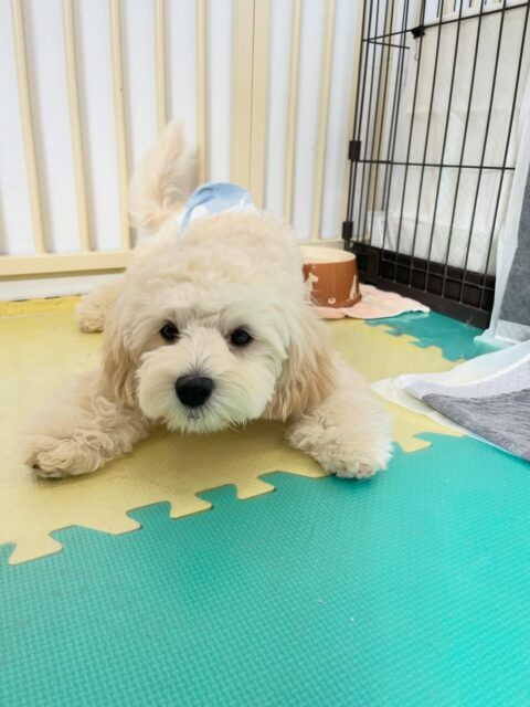 ふうちゃん🐶
ニコペットの子達やププちゃんとワンプロして楽しそうでした🎶
お散歩トレーニングでは落ち着いて歩いていました!
🐾🐶愛犬のお悩みご相談ください🐶🐾
@kenkohmura_official
↑フォロー待ってます↑
〒955-0091 新潟県三条市上須頃大割428−1
☎︎ 0256-35-2571
✉️ info@kenkohmura.jp
HP: http://kenkohmura.jp
LINE: https://lin.ee/7LIz5sb
#犬幸村#犬の幼稚園 #吠える、噛む #犬のしつけ #トイレ
ミックス犬 ミックス犬かわいい ミックス犬だいすき