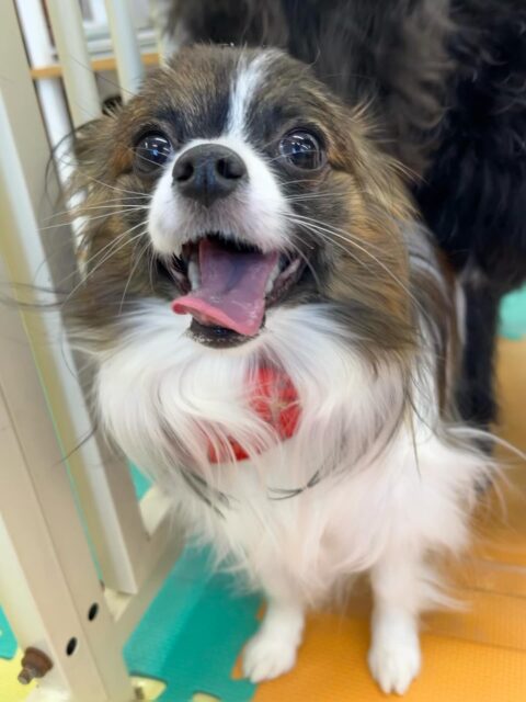 マリベルちゃん🐶
ニッカちゃんに遊びに誘われていたり、マロンちゃんと挨拶していました😄
🐾🐶愛犬のお悩みご相談ください🐶🐾
@kenkohmura_official
↑フォロー待ってます↑
〒955-0091 新潟県三条市上須頃大割428−1
☎︎ 0256-35-2571
✉️ info@kenkohmura.jp
HP: http://kenkohmura.jp
LINE: https://lin.ee/7LIz5sb
#犬幸村#犬の幼稚園 #吠える、噛む #犬のしつけ #トイレ
パピヨン パピヨンかわいい パピヨンだいすき