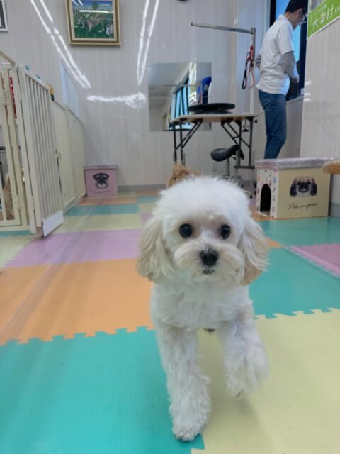 神威ちゃん🐶
本日は、朝からラブラドールや檸檬ちゃん達から遊びに誘われたり、ププちゃんやモモちゃん達と走り回ったりして楽しんでいました👍
🐾🐶愛犬のお悩みご相談ください🐶🐾
@kenkohmura_official
↑フォロー待ってます↑
〒955-0091 新潟県三条市上須頃大割428−1
☎︎ 0256-35-2571
✉️ info@kenkohmura.jp
HP: http://kenkohmura.jp
LINE: https://lin.ee/7LIz5sb
#犬幸村#犬の幼稚園 #吠える、噛む #犬のしつけ #トイレ
ミックスミックス犬ミックス犬可愛いミックス犬大好きミックス犬倶楽部