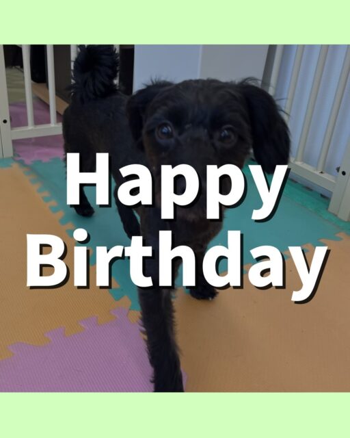 ティアラちゃん🐶
お誕生日おめでとうございます🎂👏🏻
檸檬ちゃんに臭い嗅がれていたり、スタッフに構って〜とあまえていました☺️
お散歩トレーニング頑張っていました!!
🐾🐶愛犬のお悩みご相談ください🐶🐾
@kenkohmura_official
↑フォロー待ってます↑
〒955-0091 新潟県三条市上須頃大割428−1
☎︎ 0256-35-2571
✉️ info@kenkohmura.jp
HP: http://kenkohmura.jp
LINE: https://lin.ee/7LIz5sb
#犬幸村#犬の幼稚園 #吠える、噛む #犬のしつけ #トイレ
ミックス犬 ミックス犬かわいい ミックス犬だいすき