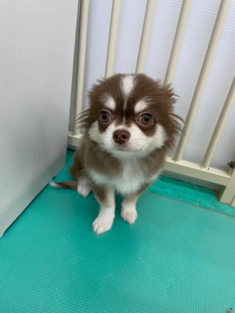 ウィスキーちゃん🐶
今日は園内ではお店の仲良しのチワワちゃんやきりまるちゃんなど色んな子達と遊んでいました😊
お散歩では最初に1人でのお散歩の様子を確認させてもらいました✨
1人だと緊張して固まってしまっていたのでお散歩大好きなププちゃんと一緒に歩いてもらいました😆ププちゃんが「こっちにおいでよー！」と言いながらお散歩の楽しさを教えてくれていたようで少しずつ歩けていました👏
この調子で焦らずゆっくり慣らしていきましょう💪

🐾🐶愛犬のお悩みご相談ください🐶🐾
@kenkohmura_official
 ↑フォロー待ってます↑

〒955-0091 新潟県三条市上須頃大割４２８−１
☎︎ 0256-35-2571
✉️ info@kenkohmura.jp
HP: http://kenkohmura.jp
LINE: https://lin.ee/7LIz5sb

#犬幸村#犬の幼稚園 #吠える、噛む #犬のしつけ #トイレ
チワワ　ちわわ　チワワだいすき