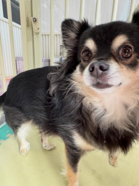 タッチちゃん🐶
本日は、お散歩トレーニングでニコペットのスタッフの方にお散歩をしてもらったり、触ってもらったりしていました👍
園内では、クッキーちゃんやモカちゃん、檸檬ちゃん達に匂いを嗅がれたり、ちょっかいを出されたりしていました🤭
🐾🐶愛犬のお悩みご相談ください🐶🐾
@kenkohmura_official
↑フォロー待ってます↑
〒955-0091 新潟県三条市上須頃大割428−1
☎︎ 0256-35-2571
✉️ info@kenkohmura.jp
HP: http://kenkohmura.jp
LINE: https://lin.ee/7LIz5sb
#犬幸村#犬の幼稚園 #吠える、噛む #犬のしつけ #トイレ
チワワチワワ可愛いチワワ大好きチワワ倶楽部