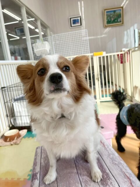 マロンちゃん🐶
リラちゃんやモカちゃん達に遊びに誘われたり、隅っこでのんびりお昼寝をしていました😆
🐾🐶愛犬のお悩みご相談ください🐶🐾
@kenkohmura_official
↑フォロー待ってます↑
〒955-0091 新潟県三条市上須頃大割428−1
☎︎ 0256-35-2571
✉️ info@kenkohmura.jp
HP: http://kenkohmura.jp
LINE: https://lin.ee/7LIz5sb
#犬幸村#犬の幼稚園 #吠える、噛む #犬のしつけ #トイレ パピヨン パピヨンかわいい パピヨンだいすき