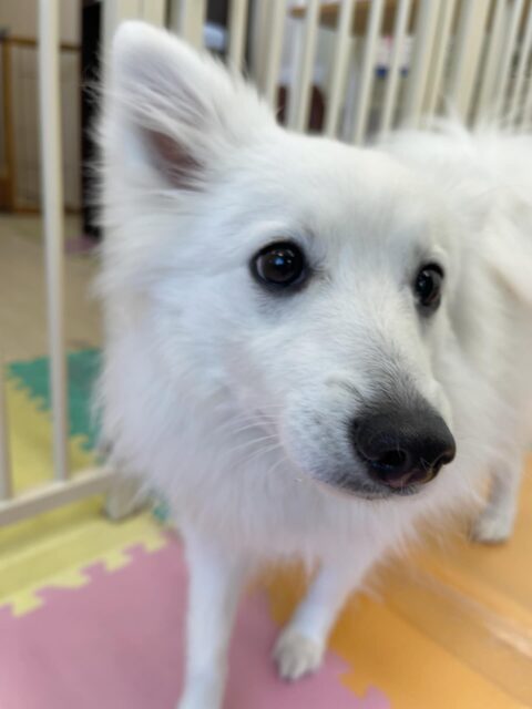 幼稚園体験に来てくれました🐶
初めは少し緊張していましたが、なれてくると自分から遊びに誘ったりしていて楽しそうでした👏
🐾🐶愛犬のお悩みご相談ください🐶🐾
@kenkohmura_official
↑フォロー待ってます↑
〒955-0091 新潟県三条市上須頃大割428−1
☎︎ 0256-35-2571
✉️ info@kenkohmura.jp
HP: http://kenkohmura.jp
LINE: https://lin.ee/7LIz5sb
#犬幸村#犬の幼稚園 #吠える、噛む #犬のしつけ #トイレ
スピッツ スピッツかわいい スピッツだいすき