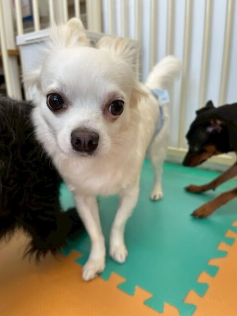 ペロちゃん🐶
リラちゃんに誘われて楽しそうにプロレスごっこをしていました😆
🐾🐶愛犬のお悩みご相談ください🐶🐾
@kenkohmura_official
↑フォロー待ってます↑
〒955-0091 新潟県三条市上須頃大割428−1
☎︎ 0256-35-2571
✉️ info@kenkohmura.jp
HP: http://kenkohmura.jp
LINE: https://lin.ee/7LIz5sb
#犬幸村#犬の幼稚園 #吠える、噛む #犬のしつけ #トイレ チワワ チワワ可愛い チワワ大好き チワワ倶楽部