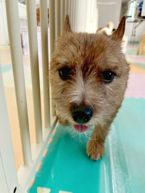 本日の鶴丸🐶
マロンちゃんに構って欲しくて周りをウロウロしてアピールをしていました😆
🐾🐶愛犬のお悩みご相談ください🐶🐾
@kenkohmura_official
↑フォロー待ってます↑
〒955-0091 新潟県三条市上須頃大割428−1
☎︎ 0256-35-2571
✉️ info@kenkohmura.jp
HP: http://kenkohmura.jp
LINE: https://lin.ee/7LIz5sb
#犬幸村#犬の幼稚園 #吠える、噛む #犬のしつけ #トイレ ノーリッチテリア ノーリッチテリア大好き