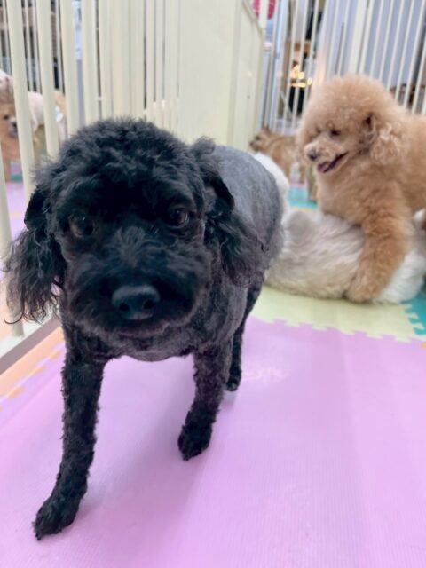 イブちゃん&ルイちゃん🐶
本日歯磨きトレーニングを開始して1年6ヶ月が経ちました
歯磨きは2頭ともかなり得意だと思うのでこのまま継続して行っていきましょう👍
園内でイブちゃんは、いろんな子達にたくさんちょっかいを出されたりしてスタッフに構って〜とかまちょ攻撃をしてきてくれたりしました🤭
ルイちゃんは鶴丸が気に入ったのか上に乗ったり、委っしょに走り回ったりして非常に楽しそうに過ごしていました🤭
🐾🐶愛犬のお悩みご相談ください🐶🐾
@kenkohmura_official
↑フォロー待ってます↑
〒955-0091 新潟県三条市上須頃大割428−1
☎︎ 0256-35-2571
✉️ info@kenkohmura.jp
HP: http://kenkohmura.jp
LINE: https://lin.ee/7LIz5sb
#犬幸村#犬の幼稚園 #吠える、噛む #犬のしつけ #トイレ
トイプートイプー可愛いトイプー大好きトイプー倶楽部