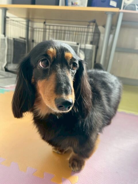 クッキーちゃん🐶
本日も大好きなタッチちゃんに挨拶をしたり、匂いを積極的に嗅ぎに行ったりして大好きアピールをしていました🤭
お散歩トレーニングもいつも通りルンルンのお散歩トレーニングで楽しそうにしていました👍
🐾🐶愛犬のお悩みご相談ください🐶🐾
@kenkohmura_official
↑フォロー待ってます↑
〒955-0091 新潟県三条市上須頃大割428−1
☎︎ 0256-35-2571
✉️ info@kenkohmura.jp
HP: http://kenkohmura.jp
LINE: https://lin.ee/7LIz5sb
#犬幸村#犬の幼稚園 #吠える、噛む #犬のしつけ #トイレ
ダックスダックス可愛いダックス倶楽部ダックス大好き