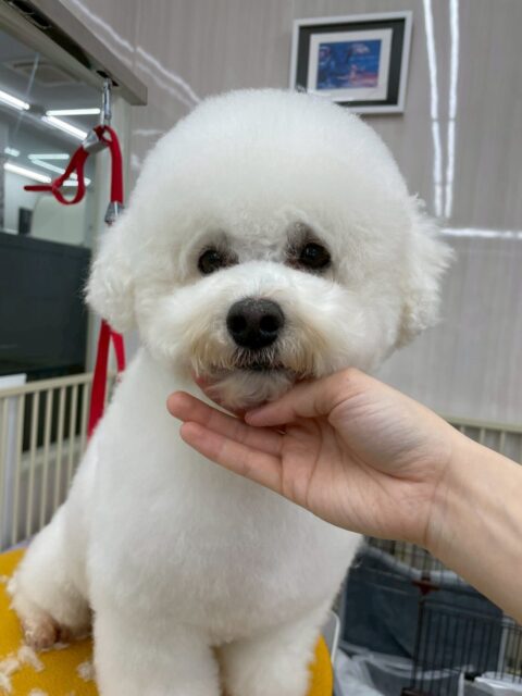 よもぎちゃん🐶
今日は、色んな子に匂いを嗅がれたり、椅子の中から幼稚園内を見渡していました!😊
また、店内へお散歩に行った時はルンルンしながら楽しそうに歩いていました!🥰
🐾🐶愛犬のお悩みご相談ください🐶🐾
@kenkohmura_official
↑フォロー待ってます↑
☎︎ 0〒955-0091 新潟県三条市上須頃大割428−1256-35-2571
✉️ info@kenkohmura.jp
HP: http://kenkohmura.jp
LINE: https://lin.ee/7LIz5sb
#犬幸村#犬の幼稚園 #吠える、噛む #犬のしつけ #トイレ ミックス犬 ミックス犬大好き倶楽部 ミックス犬との生活