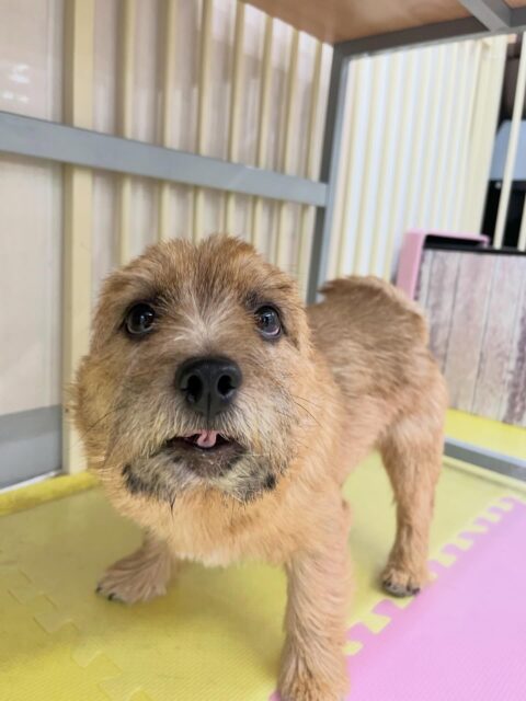 本日の鶴丸🐶
コハクちゃんやゆずちゃんと遊んでいました😆
🐾🐶愛犬のお悩みご相談ください🐶🐾
@kenkohmura_official
↑フォロー待ってます↑
〒955-0091 新潟県三条市上須頃大割428−1
☎︎ 0256-35-2571
✉️ info@kenkohmura.jp
HP: http://kenkohmura.jp
LINE: https://lin.ee/7LIz5sb
#犬幸村#犬の幼稚園 #吠える、噛む #犬のしつけ #トイレ
ノーリッチテリア ノーリッチテリア可愛い ノーリッチテリア大好き