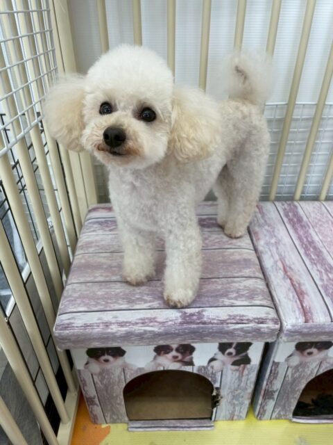 こむぎちゃん🐶
今日は、スタッフを見つけると「構って〜!」とぴょんぴょんしたり膝の上でのんびりくつろいだりしていました!😁
また、カットの時は落ち着いていい子にカットさせてくれました!🥰
🐾🐶愛犬のお悩みご相談ください🐶🐾
@kenkohmura_official
↑フォロー待ってます↑
☎︎ 0〒955-0091 新潟県三条市上須頃大割428−1256-35-2571
✉️ info@kenkohmura.jp
HP: http://kenkohmura.jp
LINE: https://lin.ee/7LIz5sb
#犬幸村#犬の幼稚園 #吠える、噛む #犬のしつけ #トイレトイプードル トイプードル大好き トイプードル大好き倶楽部