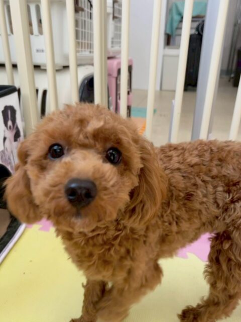 モカちゃん🐶
本日は、朝からププちゃんやニコペットのちびっ子達といっしょに走り回ったり、ワンプロをしたりして遊び回っていました🤭
夕方くらいには疲れ果てたのかスタッフの足元から動かずにお休みモードでした🤣
🐾🐶愛犬のお悩みご相談ください🐶🐾
@kenkohmura_official
↑フォロー待ってます↑
〒955-0091 新潟県三条市上須頃大割428−1
☎︎ 0256-35-2571
✉️ info@kenkohmura.jp
HP: http://kenkohmura.jp
LINE: https://lin.ee/7LIz5sb
#犬幸村#犬の幼稚園 #吠える、噛む #犬のしつけ #トイレ
トイプートイプー可愛いトイプー大好きトイプー倶楽部