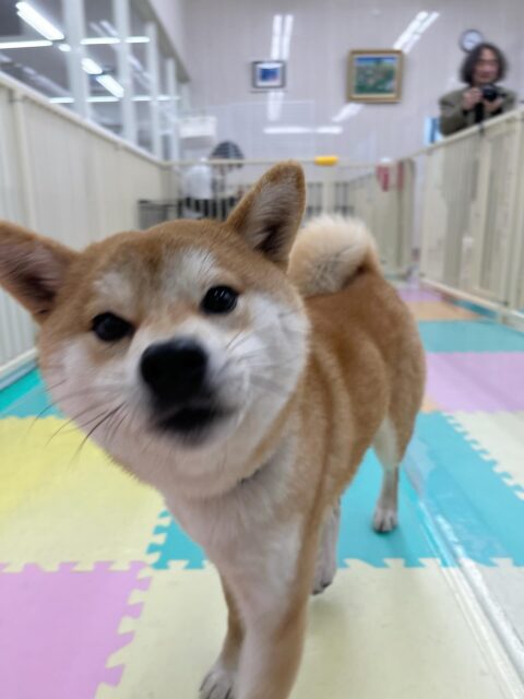 こまちゃん🐶
コハクちゃんと朝から元気におしゃべりしていました😄
お散歩トレーニングでは落ち着いて歩いていました!
🐾🐶愛犬のお悩みご相談ください🐶🐾
@kenkohmura_official
↑フォロー待ってます↑
〒955-0091 新潟県三条市上須頃大割428−1
☎︎ 0256-35-2571
✉️ info@kenkohmura.jp
HP: http://kenkohmura.jp
LINE: https://lin.ee/7LIz5sb
#犬幸村#犬の幼稚園 #吠える、噛む #犬のしつけ #トイレ
柴犬 柴犬かわいい 柴犬だいすき