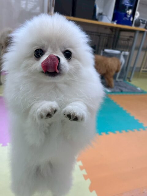 ぽぽちゃん🐶
本日は初めましての子達がたくさんいる中でかなり頑張って園内を歩き回ったり、他の子達挨拶ができていたりしてよかったです👏
🐾🐶愛犬のお悩みご相談ください🐶🐾
@kenkohmura_official
↑フォロー待ってます↑
〒955-0091 新潟県三条市上須頃大割428−1
☎︎ 0256-35-2571
✉️ info@kenkohmura.jp
HP: http://kenkohmura.jp
LINE: https://lin.ee/7LIz5sb
#犬幸村#犬の幼稚園 #吠える、噛む #犬のしつけ #トイレ
ポメラニアンポメラニアン可愛いポメラニアン倶楽部ぽめ大好き