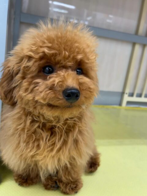 ププちゃん🐶
普段長岡店にいるうたや神楽が気になったみたいでお腹出して挨拶していました☺️
🐾🐶愛犬のお悩みご相談ください🐶🐾
@kenkohmura_official
↑フォロー待ってます↑
〒955-0091 新潟県三条市上須頃大割428−1
☎︎ 0256-35-2571
✉️ info@kenkohmura.jp
HP: http://kenkohmura.jp
LINE: https://lin.ee/7LIz5sb
#犬幸村#犬の幼稚園 #吠える、噛む #犬のしつけ #トイレ
トイプードル トイプードルかわいい トイプードルだいすき