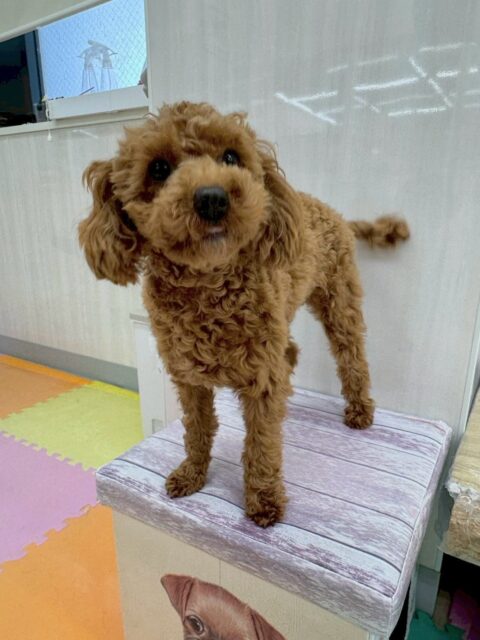 モカちゃん🐶
本日は、朝からきりまるちゃん、ププちゃん、ぽん太と遊びながら走り回ったり、大はしゃぎで遊び回ったりして非常に楽しそうにしていました🤭
🐾🐶愛犬のお悩みご相談ください🐶🐾
@kenkohmura_official
↑フォロー待ってます↑
〒955-0091 新潟県三条市上須頃大割428−1
☎︎ 0256-35-2571
✉️ info@kenkohmura.jp
HP: http://kenkohmura.jp
LINE: https://lin.ee/7LIz5sb
#犬幸村#犬の幼稚園 #吠える、噛む #犬のしつけ #トイレ
トイプートイプー可愛いトイプー大好きトイプー倶楽部