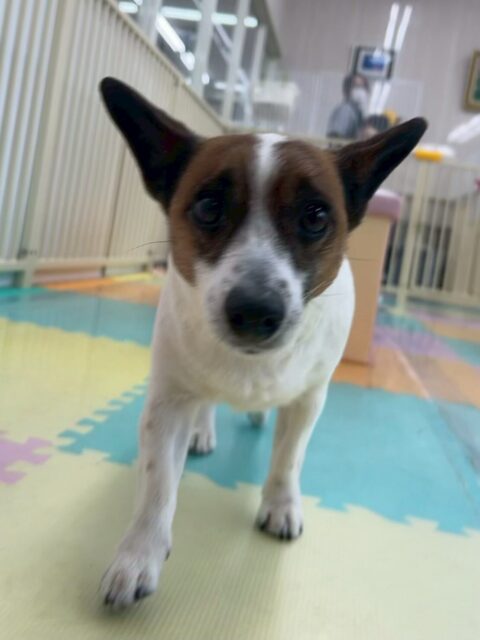 麦ちゃん🐶
今日はお店の小さい子やウィスキーちゃんに遊びに誘われたりしていました😆
普段なら小さい子達に一喝をしている時でも優しく対応していました😊

🐾🐶愛犬のお悩みご相談ください🐶🐾
@kenkohmura_official
 ↑フォロー待ってます↑

〒955-0091 新潟県三条市上須頃大割４２８−１
☎︎ 0256-35-2571
✉️ info@kenkohmura.jp
HP: http://kenkohmura.jp
LINE: https://lin.ee/7LIz5sb

#犬幸村#犬の幼稚園 #吠える、噛む #犬のしつけ #トイレ
ジャックラッセルテリア　ジャックラッセル　ジャックラッセルだいすき