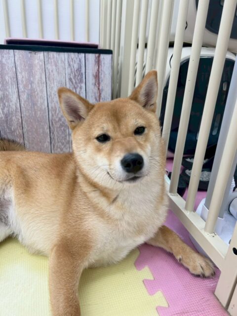 のりまきちゃん🐶
本日は、ジョージちゃんやきりまるちゃん、ぽん太といっしょに走り回ったり、ワンプロをしたりして楽しそうに大はしゃぎで遊んでいました🤭
🐾🐶愛犬のお悩みご相談ください🐶🐾
@kenkohmura_official
↑フォロー待ってます↑
〒955-0091 新潟県三条市上須頃大割428−1
☎︎ 0256-35-2571
✉️ info@kenkohmura.jp
HP: http://kenkohmura.jp
LINE: https://lin.ee/7LIz5sb
#犬幸村#犬の幼稚園 #吠える、噛む #犬のしつけ #トイレ
豆柴豆柴可愛い豆柴大好き豆柴倶楽部