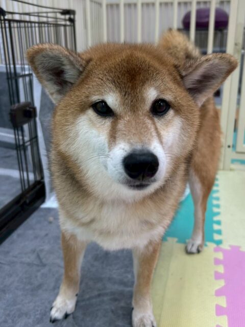 檸檬ちゃん🐶
今日はきりまるちゃんやウィスキーちゃんなど小さい子が沢山いて嬉しそうでした😊
檸檬ちゃん、小さい子が好きな様子で優しく遊びに誘ってくれていました👏

🐾🐶愛犬のお悩みご相談ください🐶🐾
@kenkohmura_official
 ↑フォロー待ってます↑

〒955-0091 新潟県三条市上須頃大割４２８−１
☎︎ 0256-35-2571
✉️ info@kenkohmura.jp
HP: http://kenkohmura.jp
LINE: https://lin.ee/7LIz5sb

#犬幸村#犬の幼稚園 #吠える、噛む #犬のしつけ #トイレ
柴犬　柴　しば