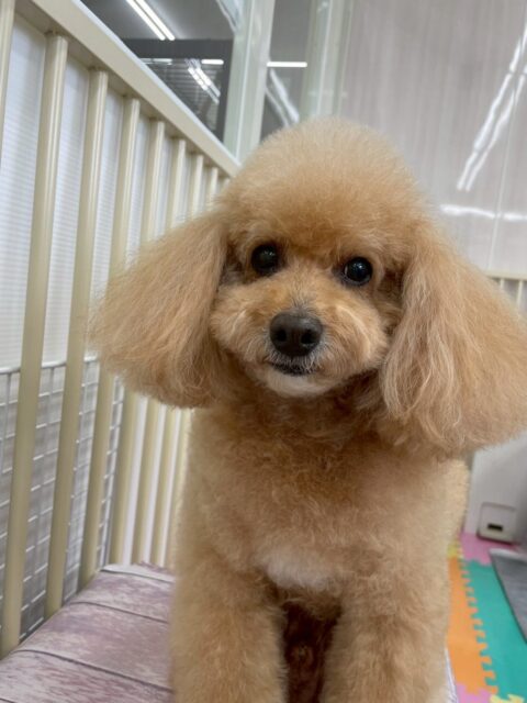 メイちゃん🐶
歯磨きトレーニングを初めてから1年7ヶ月が経過しました!歯磨きを頑張ってもらっていることもあり同じ状態を保ち続けることができています!🦷🪥✨
今日は、朝ベンちゃんに「何してるのー!」と匂いを嗅がれていたり、椅子の上でのんびりくつろいだりしていました!🥰
🐾🐶愛犬のお悩みご相談ください🐶🐾
@kenkohmura_official
↑フォロー待ってます↑
☎︎ 0〒955-0091 新潟県三条市上須頃大割428−1256-35-2571
✉️ info@kenkohmura.jp
HP: http://kenkohmura.jp
LINE: https://lin.ee/7LIz5sb
#犬幸村#犬の幼稚園 #吠える、噛む #犬のしつけ #トイレ トイプードル トイプードル可愛い トイプードル大好きさんと繋がりたい