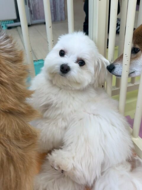むくちゃん🐶
今日はやん丸やベンに挨拶をしたり、ペロちゃんに話しかけたりしていました😊
ゴロー丸ちゃんと匂いを嗅ぎ合ったりもしていました✨
むくちゃんは年上の子が好きなようでカノアちゃんなど先輩犬達にゴロンとお腹を出していました😆

🐾🐶愛犬のお悩みご相談ください🐶🐾
@kenkohmura_official
 ↑フォロー待ってます↑

〒955-0091 新潟県三条市上須頃大割４２８−１
☎︎ 0256-35-2571
✉️ info@kenkohmura.jp
HP: http://kenkohmura.jp
LINE: https://lin.ee/7LIz5sb

#犬幸村#犬の幼稚園 #吠える、噛む #犬のしつけ #トイレ
ミックス犬　mix犬 ミックス犬だいすき