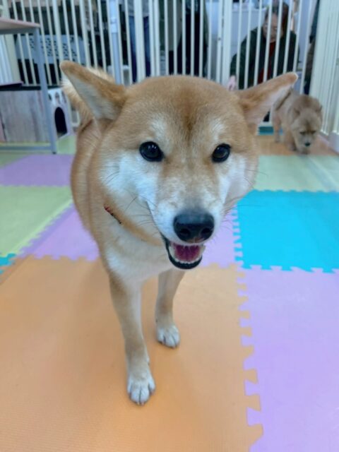 つくしちゃん🐶
本日歯磨きトレーニングを開始して1年5ヶ月が経ちました
歯の状態もきちんとキープできているのでこのまま継続していきましょう✊
園内では柴犬ちゃん達がたくさんいたのでみんなと大会議を開いていました🤭
🐾🐶愛犬のお悩みご相談ください🐶🐾
@kenkohmura_official
↑フォロー待ってます↑
〒955-0091 新潟県三条市上須頃大割428−1
☎︎ 0256-35-2571
✉️ info@kenkohmura.jp
HP: http://kenkohmura.jp
LINE: https://lin.ee/7LIz5sb
#犬幸村#犬の幼稚園 #吠える、噛む #犬のしつけ #トイレ
柴犬柴犬可愛い柴犬大好き柴犬倶楽部