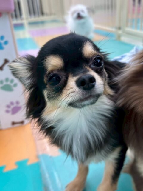 きりまるちゃん&まろちゃん🐶
2匹のかわいいツーショットたくさん撮れました📷 ́͏̖-
きりまるちゃんはニコペットにいるラブラドールちゃんと上手に遊んだりふうちゃんと楽しそうに遊んでいました✨
まろちゃんはニコペットにいるミックスちゃんと気があったみたいで走り回ったりして楽しさうでした🙌
🐾🐶愛犬のお悩みご相談ください🐶🐾
@kenkohmura_official
↑フォロー待ってます↑
〒955-0091 新潟県三条市上須頃大割428−1
☎︎ 0256-35-2571
✉️ info@kenkohmura.jp
HP: http://kenkohmura.jp
LINE: https://lin.ee/7LIz5sb
#犬幸村#犬の幼稚園 #吠える噛む #犬のしつけ #トイレ
チワワ チワワかわいい チワワだいすき