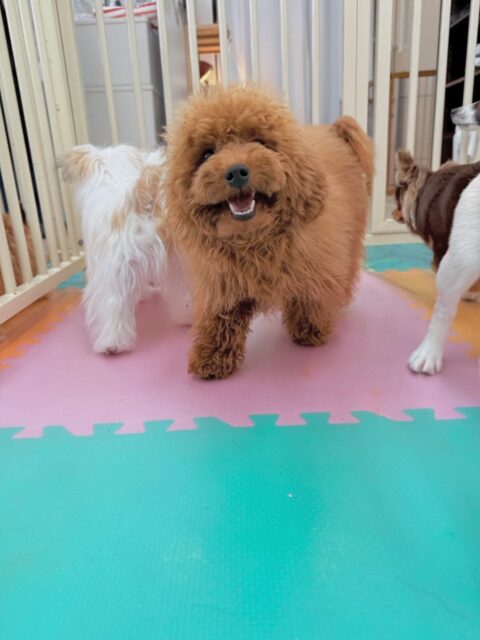 ププちゃん🐶
今日はお店の小さい子達とプロレスごっこをしたり、匂いを嗅ぎ合ったりしていました😊
お散歩では楽しそうにルンルンで歩いていました😆

🐾🐶愛犬のお悩みご相談ください🐶🐾
@kenkohmura_official
 ↑フォロー待ってます↑

〒955-0091 新潟県三条市上須頃大割４２８−１
☎︎ 0256-35-2571
✉️ info@kenkohmura.jp
HP: http://kenkohmura.jp
LINE: https://lin.ee/7LIz5sb

#犬幸村#犬の幼稚園 #吠える、噛む #犬のしつけ #トイレ
トイプードル　トイプー　といぷー