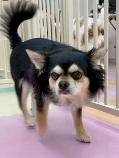 ゴロー丸ちゃん🐶
大好きなタッチちゃんに会えて朝から嬉しそうでした☺️
お散歩トレーニングではニコペットスタッフと一緒に散歩に行ったり、抱っこして撫でてもらっていました👏
歯磨きトレーニング開始して1年7ヶ月経過しました🦷🪥✨
歯の白さキープしています!これからも頑張りましょう!
🐾🐶愛犬のお悩みご相談ください🐶🐾
@kenkohmura_official
↑フォロー待ってます↑
〒955-0091 新潟県三条市上須頃大割428−1
☎︎ 0256-35-2571
✉️ info@kenkohmura.jp
HP: http://kenkohmura.jp
LINE: https://lin.ee/7LIz5sb
#犬幸村#犬の幼稚園 #吠える噛む #犬のしつけ #トイレ
チワワ チワワかわいい チワワだいすき