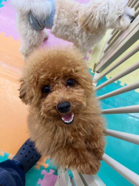 ププちゃん🐶
ふうちゃんやニコペットにいる子達と楽しそうに遊んでいました🎶
お散歩トレーニングでは楽しそうにルンルンでした✨
🐾🐶愛犬のお悩みご相談ください🐶🐾
@kenkohmura_official
↑フォロー待ってます↑
〒955-0091 新潟県三条市上須頃大割428−1
☎︎ 0256-35-2571
✉️ info@kenkohmura.jp
HP: http://kenkohmura.jp
LINE: https://lin.ee/7LIz5sb
#犬幸村#犬の幼稚園 #吠える噛む #犬のしつけ #トイレ
トイプードル トイプードルだいすき トイプードルかわいい