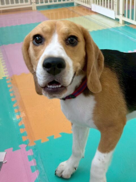 ジョージちゃん🐶
今日はコタローちゃんやお店のラブラドールちゃんとプロレスごっこや追いかけっこをして楽しそうでした😊
午後はスタッフにも遊んでほしかったようで構ってアピールをしていました🥰

🐾🐶愛犬のお悩みご相談ください🐶🐾
@kenkohmura_official
 ↑フォロー待ってます↑

〒955-0091 新潟県三条市上須頃大割４２８−１
☎︎ 0256-35-2571
✉️ info@kenkohmura.jp
HP: http://kenkohmura.jp
LINE: https://lin.ee/7LIz5sb

#犬幸村#犬の幼稚園 #吠える、噛む #犬のしつけ #トイレ
ビーグル　ビーグルだいすき　ビーグルかわいい