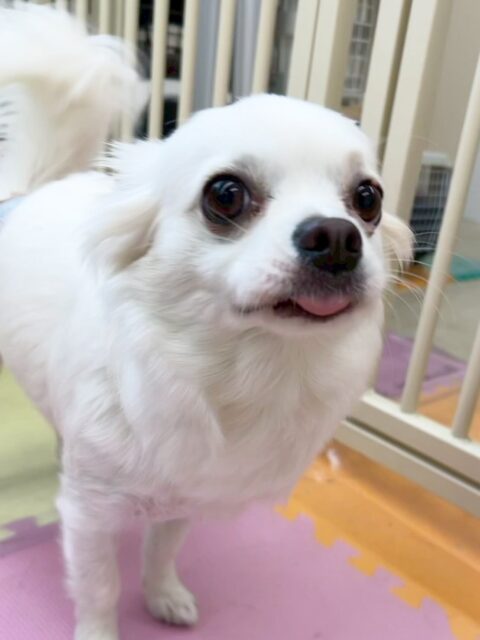 ペロちゃん🐶
寅丸ちゃんやベンと挨拶したり、ニコペットにいるスタンダードプードルちゃんを叱っていたりしていました😆
🐾🐶愛犬のお悩みご相談ください🐶🐾
@kenkohmura_official
↑フォロー待ってます↑
〒955-0091 新潟県三条市上須頃大割428−1
☎︎ 0256-35-2571
✉️ info@kenkohmura.jp
HP: http://kenkohmura.jp
LINE: https://lin.ee/7LIz5sb
#犬幸村#犬の幼稚園 #吠える噛む #犬のしつけ #トイレ
チワワ チワワかわいい チワワだいすき