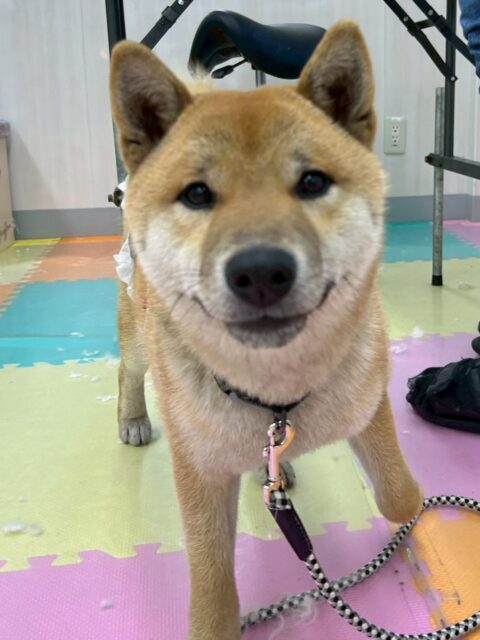 チャリーちゃん🐶
本日は、檸檬ちゃんや幸ちゃん、助ちゃんやモカちゃん、ほとんど全員に遊びを誘ったり、いっしょに遊んだりして楽しんでいました👍

🐾🐶愛犬のお悩みご相談ください🐶🐾
@kenkohmura_official
 ↑フォロー待ってます↑

〒955-0091 新潟県三条市上須頃大割４２８−１
☎︎ 0256-35-2571
✉️ info@kenkohmura.jp
HP: http://kenkohmura.jp
LINE: https://lin.ee/7LIz5sb

#犬幸村#犬の幼稚園 #吠える、噛む #犬のしつけ #トイレ
柴犬柴犬可愛い柴犬倶楽部柴犬大好き