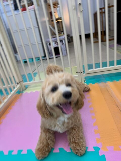 モモちゃん🐶
本日は、来て早々にププちゃんやきりまるちゃんと遊んだり、モカちゃんや幸ちゃん達と走り回ったりして大はしゃぎで走り回ったりして楽しそうにしていました👍

🐾🐶愛犬のお悩みご相談ください🐶🐾
@kenkohmura_official
 ↑フォロー待ってます↑

〒955-0091 新潟県三条市上須頃大割４２８−１
☎︎ 0256-35-2571
✉️ info@kenkohmura.jp
HP: http://kenkohmura.jp
LINE: https://lin.ee/7LIz5sb

#犬幸村#犬の幼稚園 #吠える、噛む #犬のしつけ #トイレ
ミックスミックス可愛いミックス犬倶楽部ミックス犬大好き