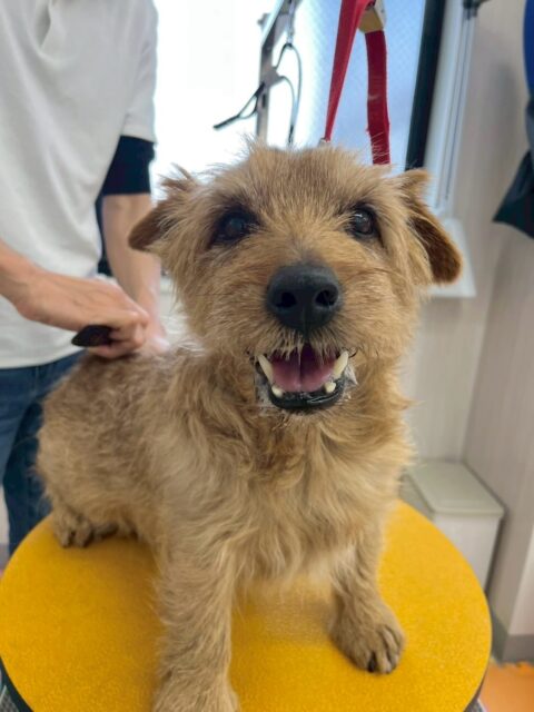 ゴローちゃん🐶
本日はケン太ちゃんやニコペットのちびっ子軍団にたくさんちょっかいを出されたりしていました🤭
ちびっ子達に自分から匂いを嗅いだり、挨拶もしていたので良かったです👍
🐾🐶愛犬のお悩みご相談ください🐶🐾
@kenkohmura_official
↑フォロー待ってます↑
〒955-0091 新潟県三条市上須頃大割428−1
☎︎ 0256-35-2571
✉️ info@kenkohmura.jp
HP: http://kenkohmura.jp
LINE: https://lin.ee/7LIz5sb
#犬幸村#犬の幼稚園 #吠える、噛む #犬のしつけ #トイレ
ノーフォークテリアノーフォークテリア可愛いノーフォークテリア倶楽部ノーフォークテリア大好き