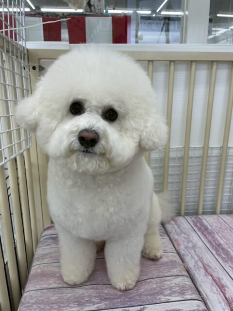 ピピちゃん🐶
今日は、ケン太ちゃんに「遊ぼうよー!」と遊びに誘われていたり、他の子が遊んでいる様子を見守っていたりしていました!😊
また、店内へお散歩に行った時はスタッフとペースを合わせて上手に歩くことができていました!😁
🐾🐶愛犬のお悩みご相談ください🐶🐾
@kenkohmura_official
↑フォロー待ってます↑
☎︎ 0〒955-0091 新潟県三条市上須頃大割428−1256-35-2571
✉️ info@kenkohmura.jp
HP: http://kenkohmura.jp
LINE: https://lin.ee/7LIz5sb
#犬幸村#犬の幼稚園 #吠える、噛む #犬のしつけ #トイレ ビションフリーゼ ビションフリーゼ可愛い ビションフリーゼとの生活